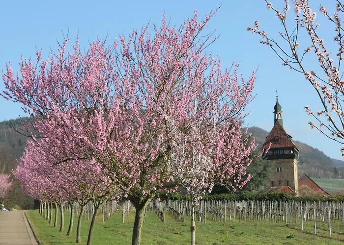 Apartament Drehwald *